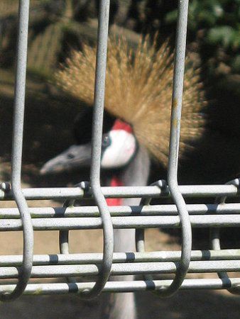 �z�I�W���J�������d��