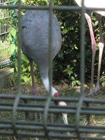 �V���G���I�I�d��