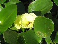 �E�H�[�^�[�|�s�[(Water Poppy)