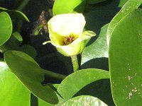 �E�H�[�^�[�|�s�[(Water Poppy)