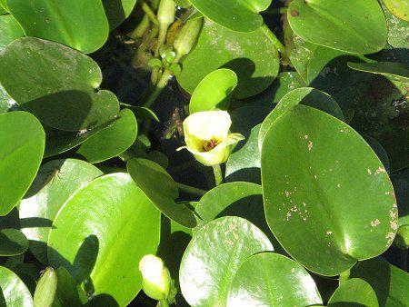�E�H�[�^�[�|�s�[(Water Poppy)