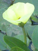 �E�H�[�^�[�|�s�[(Water Poppy)