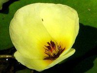 �E�H�[�^�[�|�s�[�iWater Poppy�j