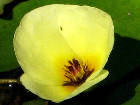 �E�H�[�^�[�|�s�[(Water Poppy)