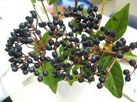 �r�o�[�i���E�e�B�k�X�iViburnum tinus�j