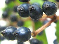 �r�o�[�i���E�e�B�k�X�iViburnum tinus�j