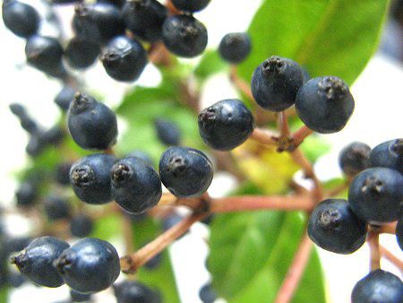 �r�o�[�i���E�e�B�k�X(Viburnum tinus)