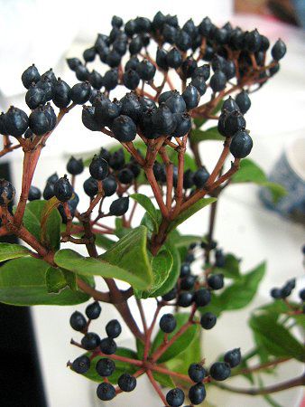 �r�o�[�i���E�e�B�k�X�iViburnum tinus�j