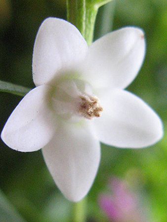 �T�U���N���X�E�z���C�g�E�C���h�iSouthernCross White wind�j