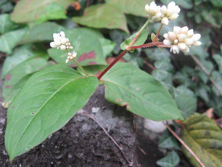 �c���\�o�i�������j