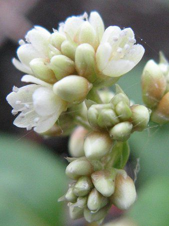 �c���\�o26�i�������j