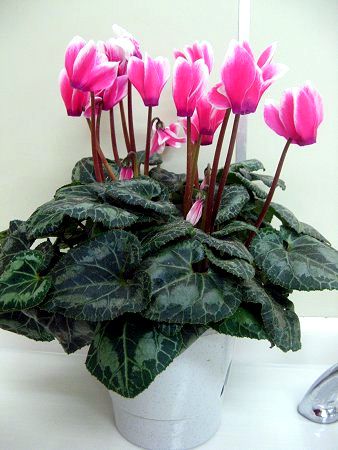 �V�N������(Cyclamen)