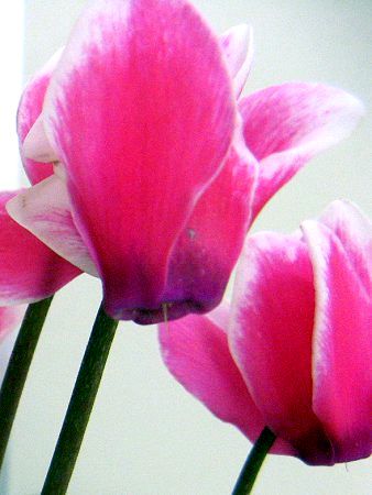 �V�N������(Cyclamen)