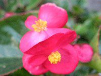 �x�S�j�A�E�Z���p�t���[�����X(Begonia semperflorens)