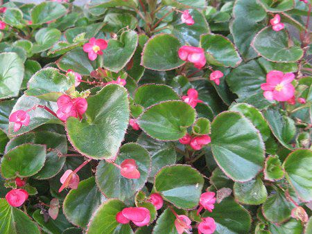 �x�S�j�A�E�Z���p�t���[�����X(Begonia semperflorens)