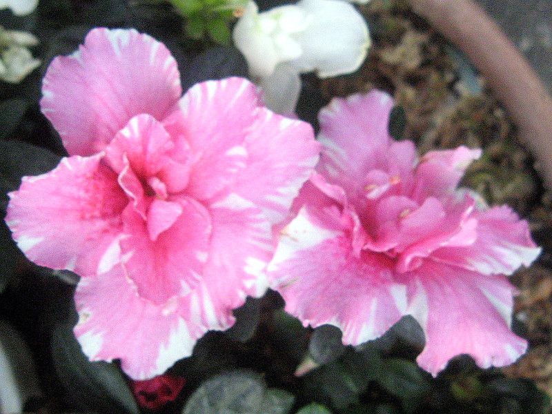 �A�U���A(Azalea)