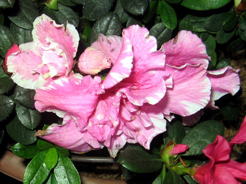 �A�U���A(Azalea)