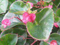 �x�S�j�A�E�Z���p�t���[�����X(Begonia semperflorens)