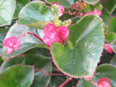 �x�S�j�A�E�Z���p�t���[�����X(Begonia semperflorens)