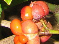 �}�T�L�i���؁A���j