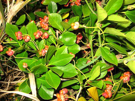 �}�T�L�i���؁A���j