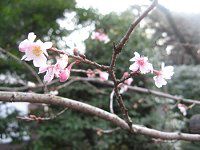 �J���U�N���i�����j
