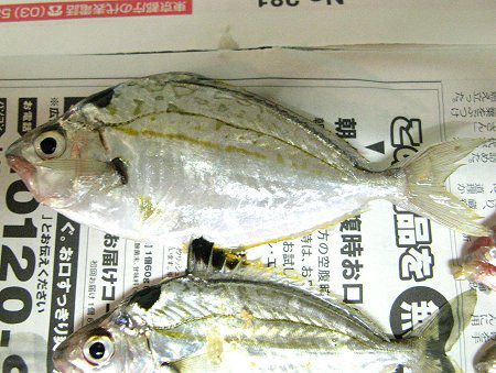 �މʂ̃q�C���M