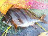 �q�_���}�L�i�����j