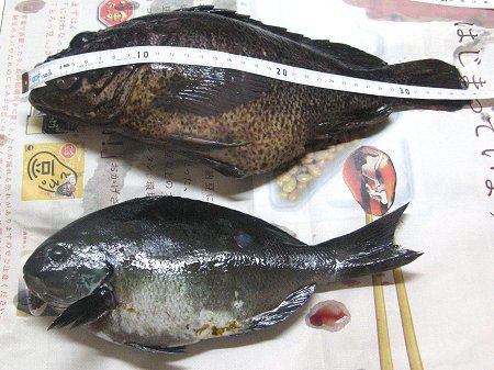 �����\�C36cm
