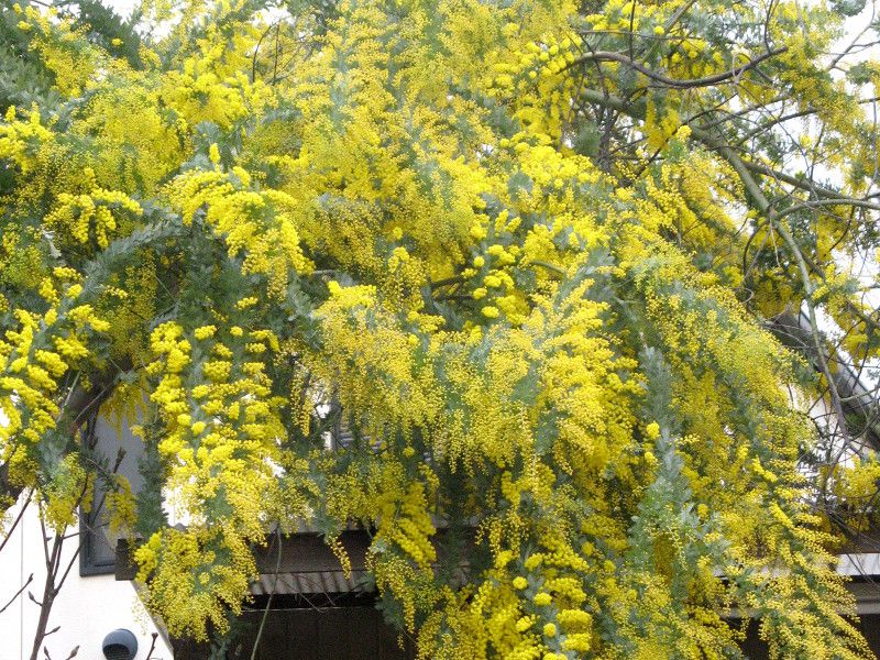 �M�����E�A�J�V�A (Acacia baileyana) 