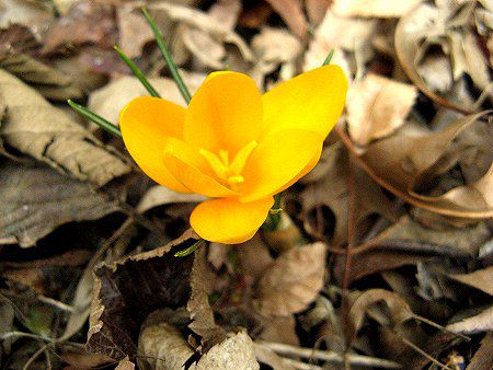 �N���b�J�X(Crocus)