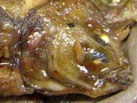���i�M�J���C�i���Ձj