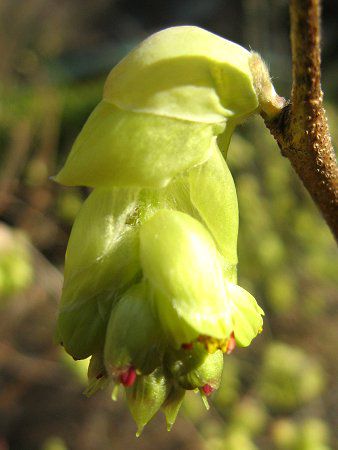 �g�T�~�Y�L�i�y�����؁j