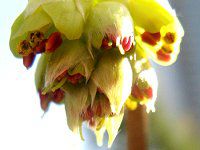 �g�T�~�Y�L�i�y�����؁j