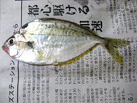 �q�C���M