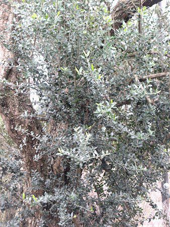 �I���[�u�iOlive�j