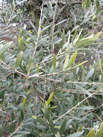 �I���[�u(Olive)