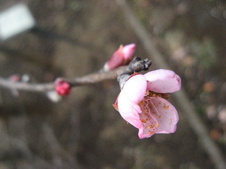�A�[�����h�iAlmond�j