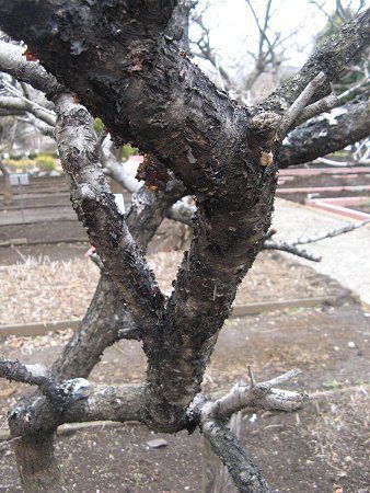 �A�[�����h�iAlmond�j