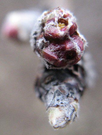 �A�[�����h�iAlmond�j