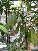 �C���V�E���E�����Z�I���c��