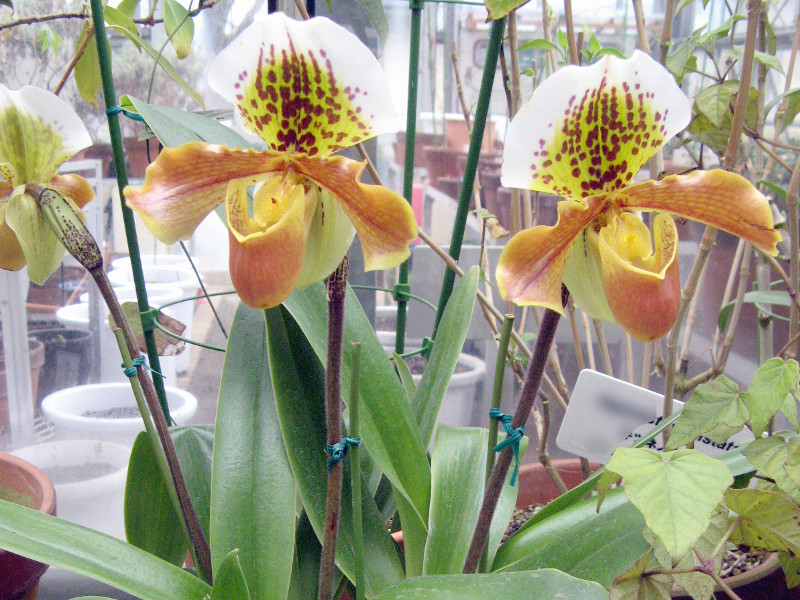 �p�t�B�I�y�f�B����(Paphiopedilum) 