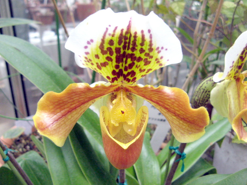 �p�t�B�I�y�f�B����(Paphiopedilum) 