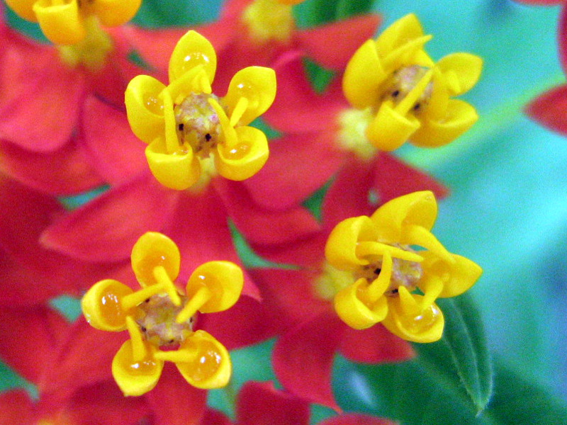 �A�X�N���s�A�X(Asclepias)