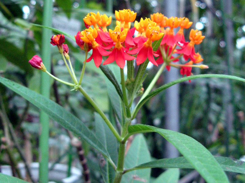�A�X�N���s�A�X(Asclepias)