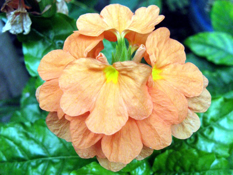 �N���T���h��(Crossandra) 