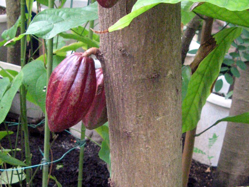 �J�J�I(Cacao)