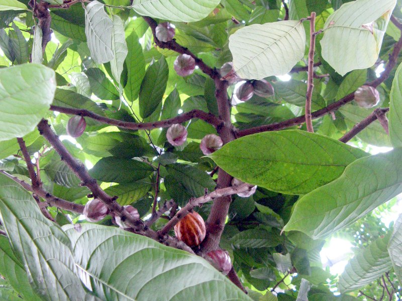 cacao