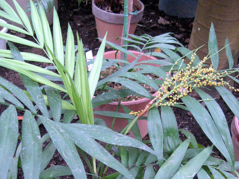 �`�����h���A�E�G���K���X(Chamaedorea elegans) 