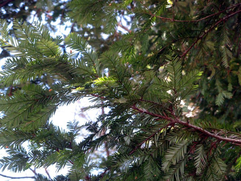 �Z�R�C�A(Sequoia)